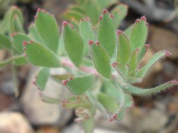 Leucospermum calligerum soft leaves